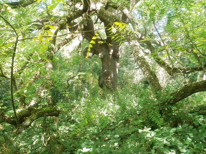 Black Walnut tree