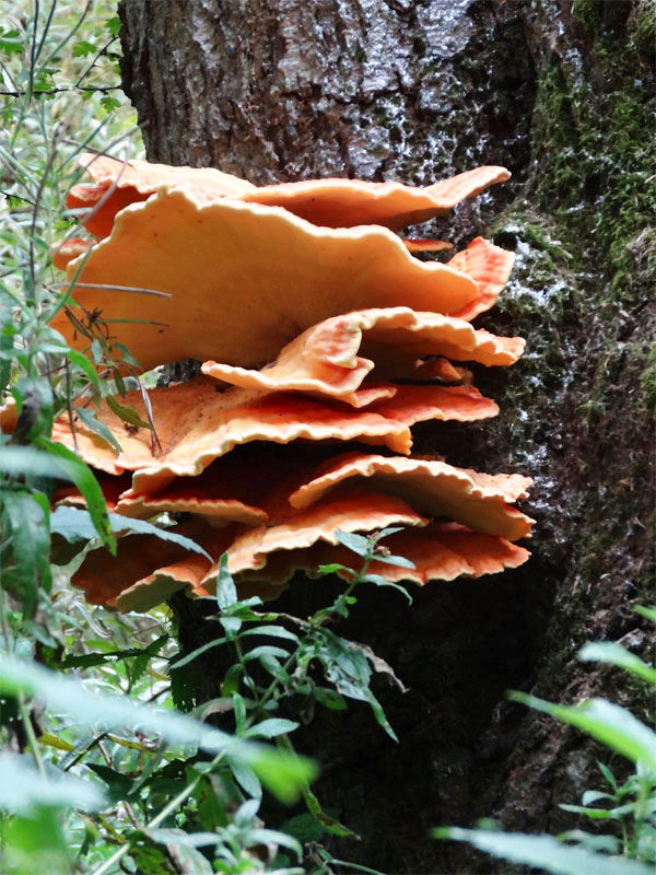 Chicken Of The Woods fungi