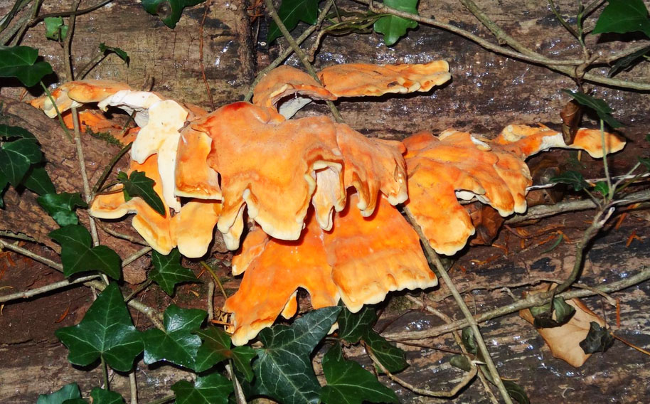 Chicken Of The Woods fungi