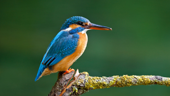 Kingfisher