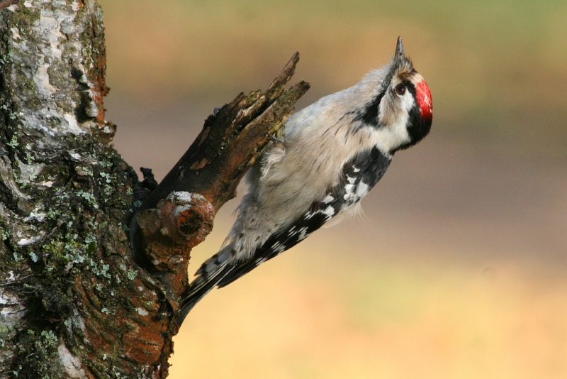 Lesser Spotted Woodpecker