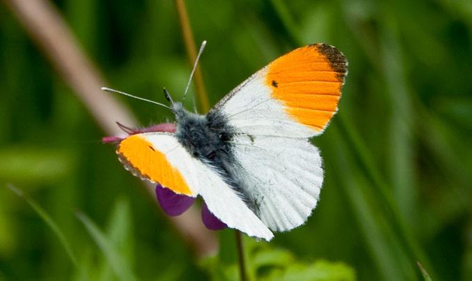 Orange Tip Butterfly