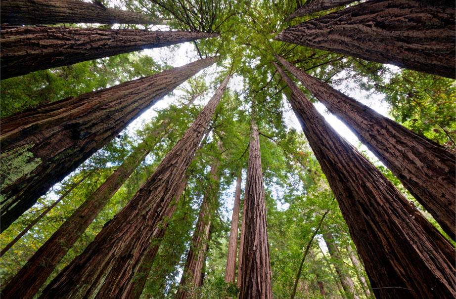 Giant Redwood trees