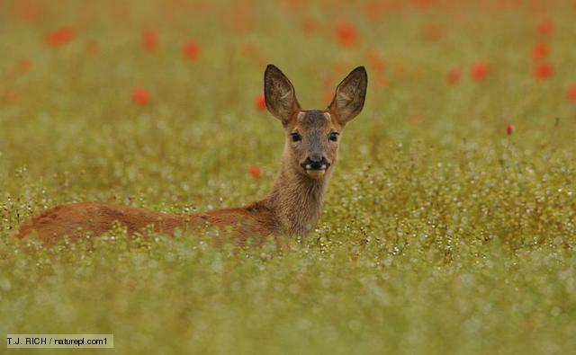 Roe Deer