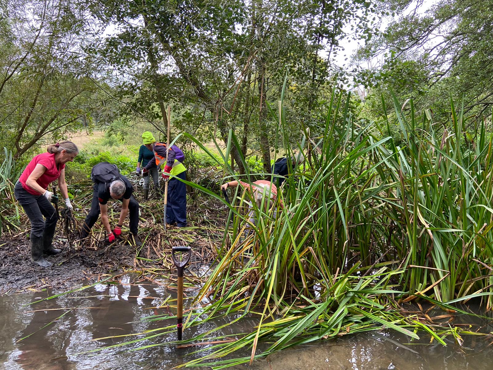 Fellowship volunteers removing reeds
